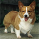 Illustration for article titled Lets Take A Walk Among The Corgis